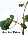 ANUA - HEARTLEAF 70% DAILY LOTION